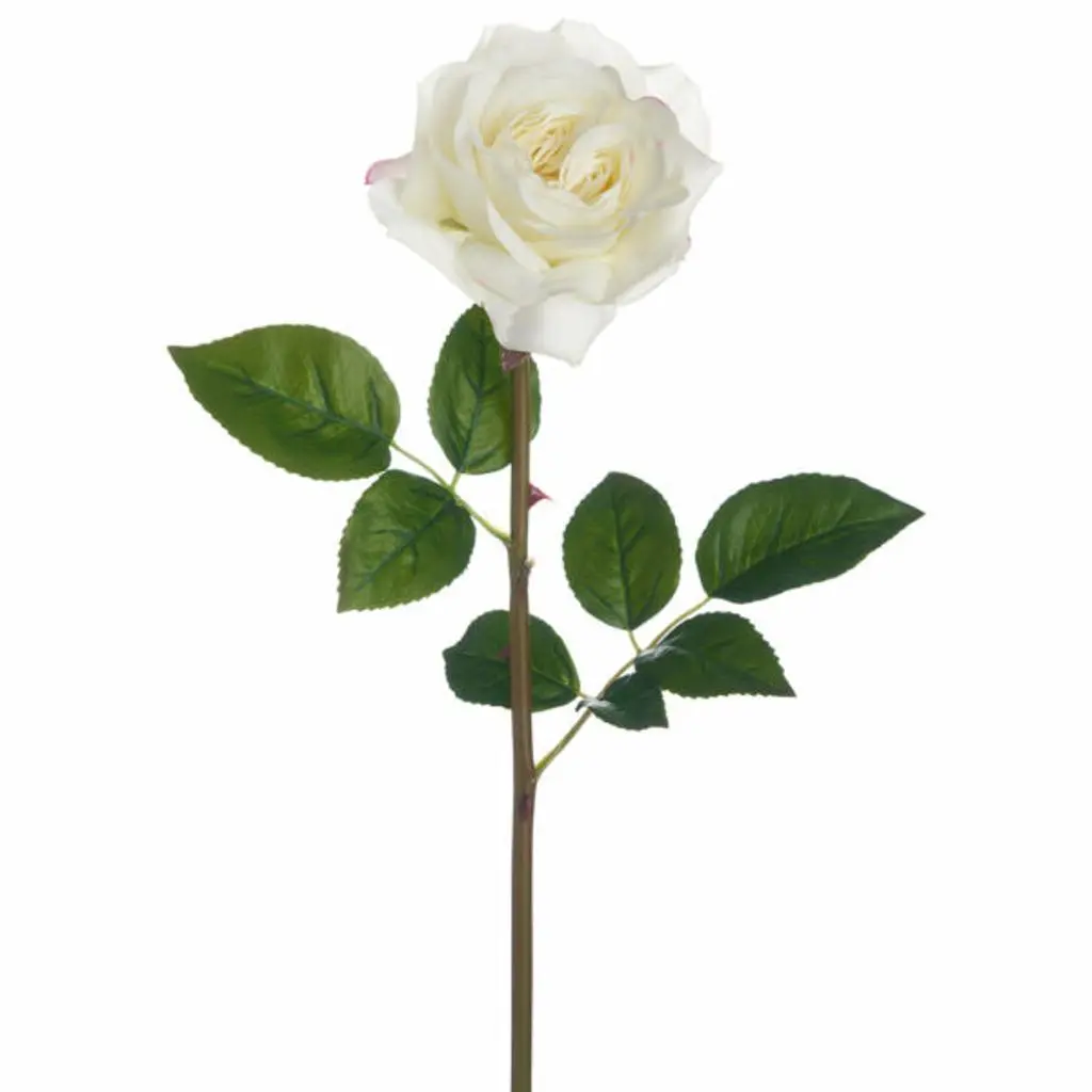 White Rose Giveaway